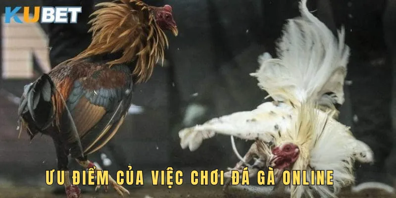 Ưu điểm của việc chơi đá gà online tại KUBET