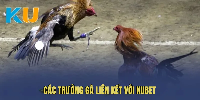 Các trường gà được liên kết